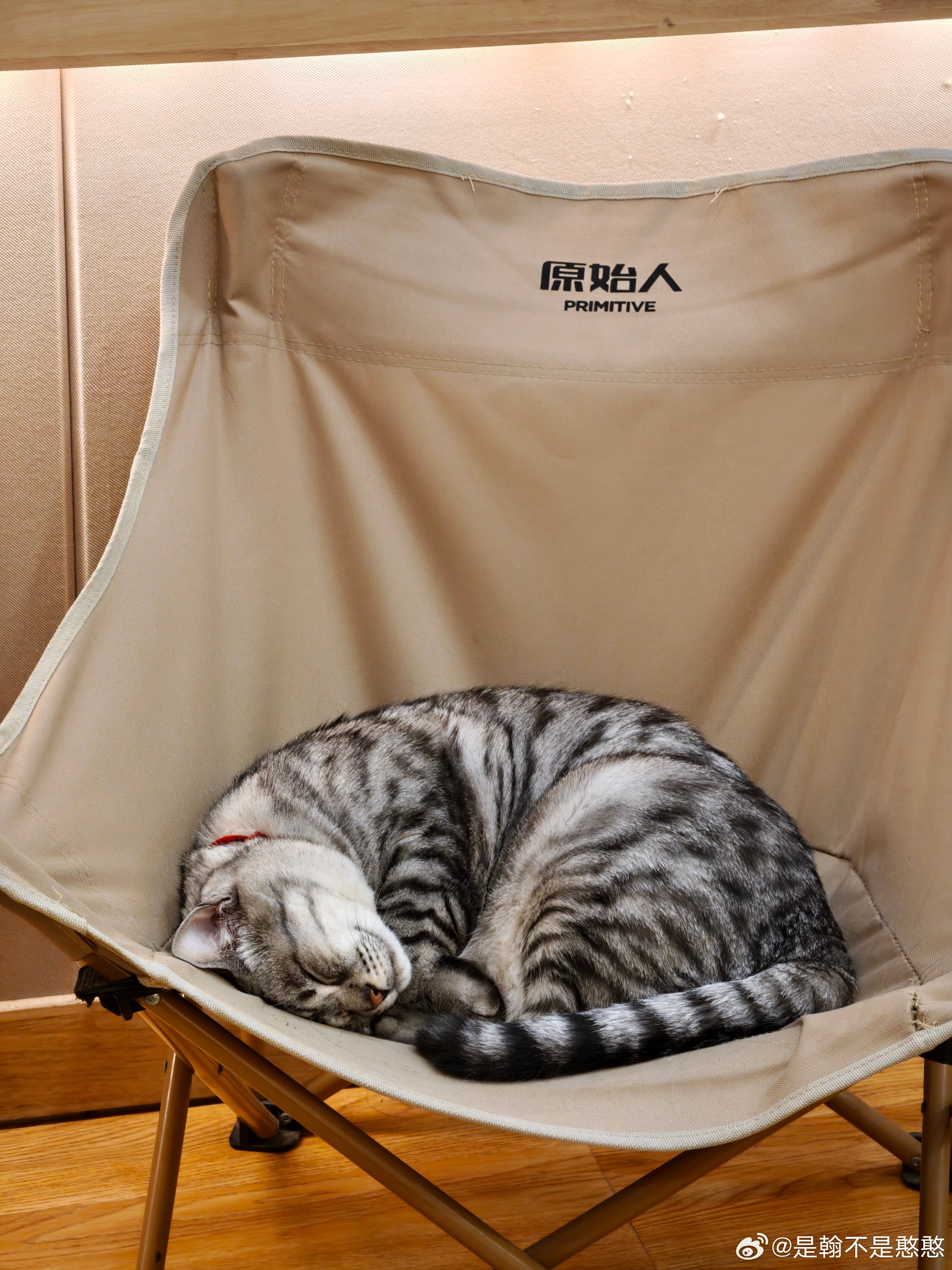 原始人：猫时候 ​​​