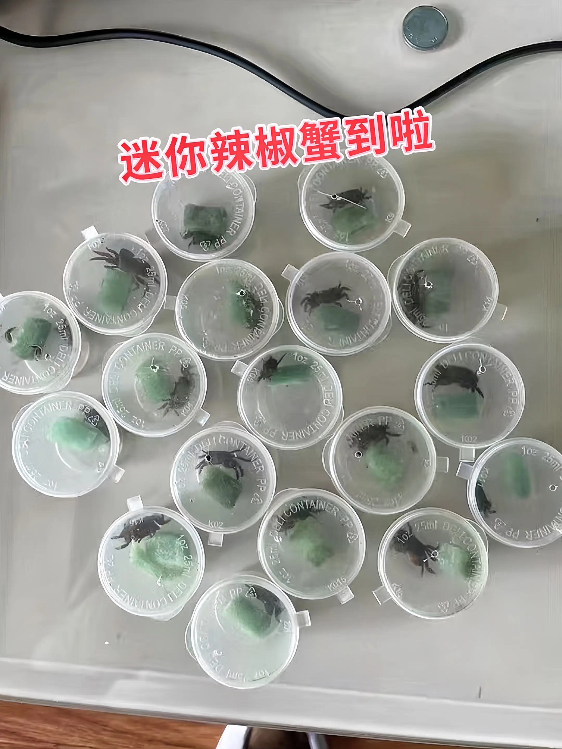 生态净化，缸中卫士 不只是宠物，更是生态小管家！辣椒蟹擅长翻砂除藻，清...