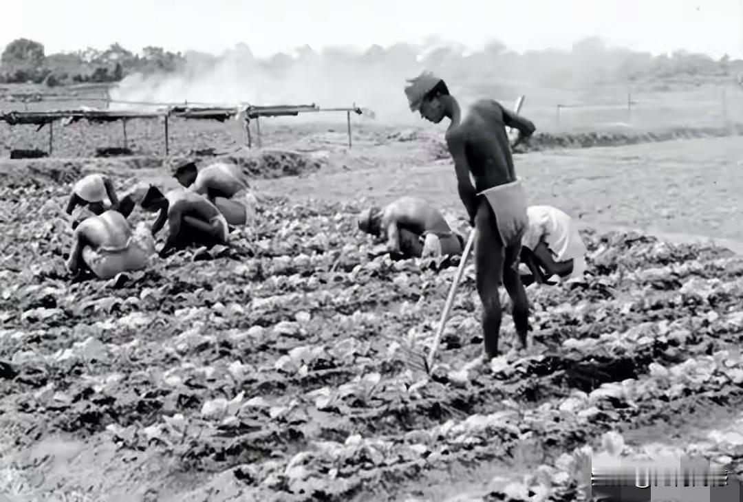 日本鬼子卸甲归田之后在西伯利亚种土豆，角色转变的很快，扔下枪杆子就拿起了锄头，这