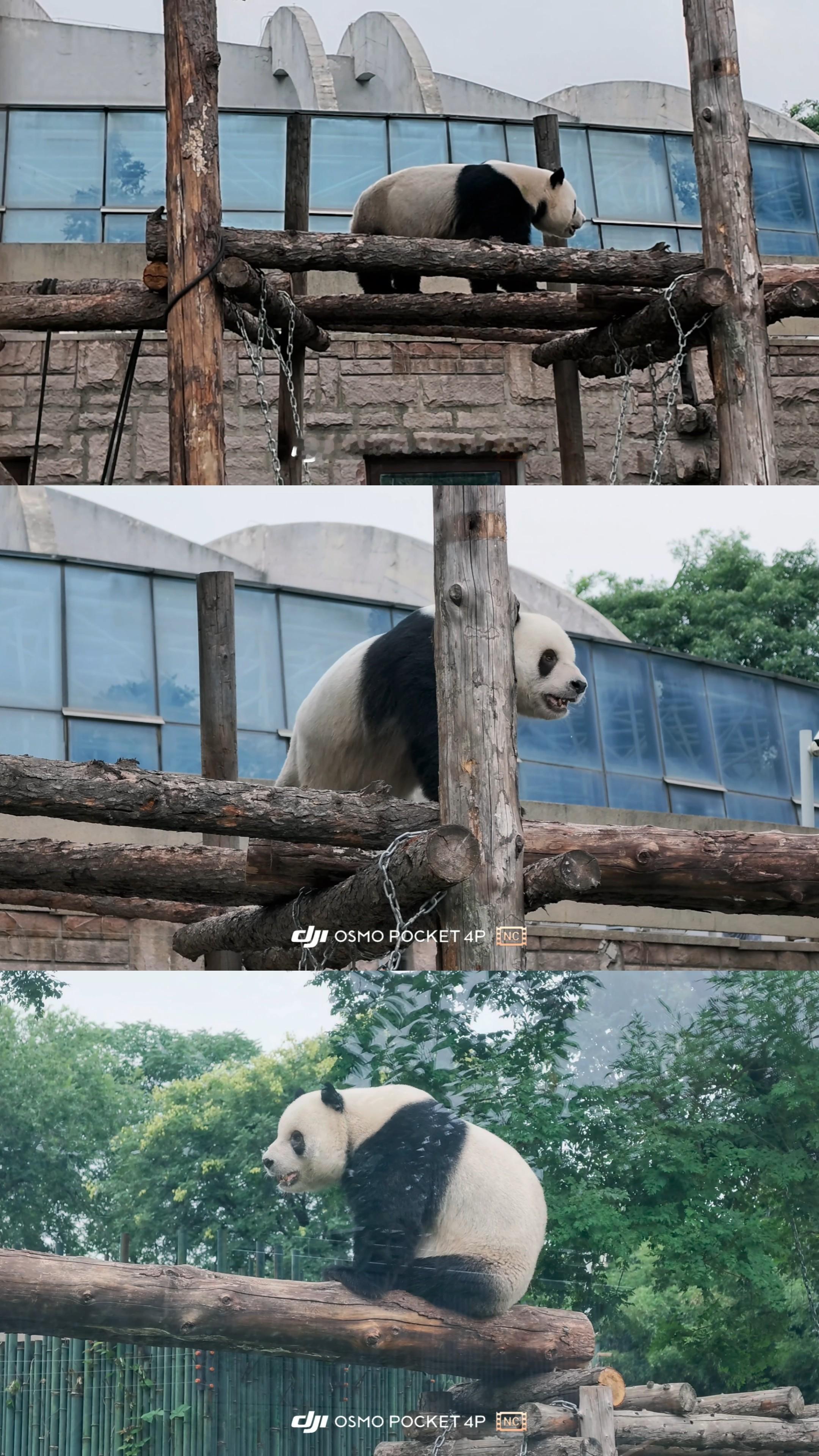 萌萌哒小笨猪看动物 大熊猫萌二 北京·北京动物园