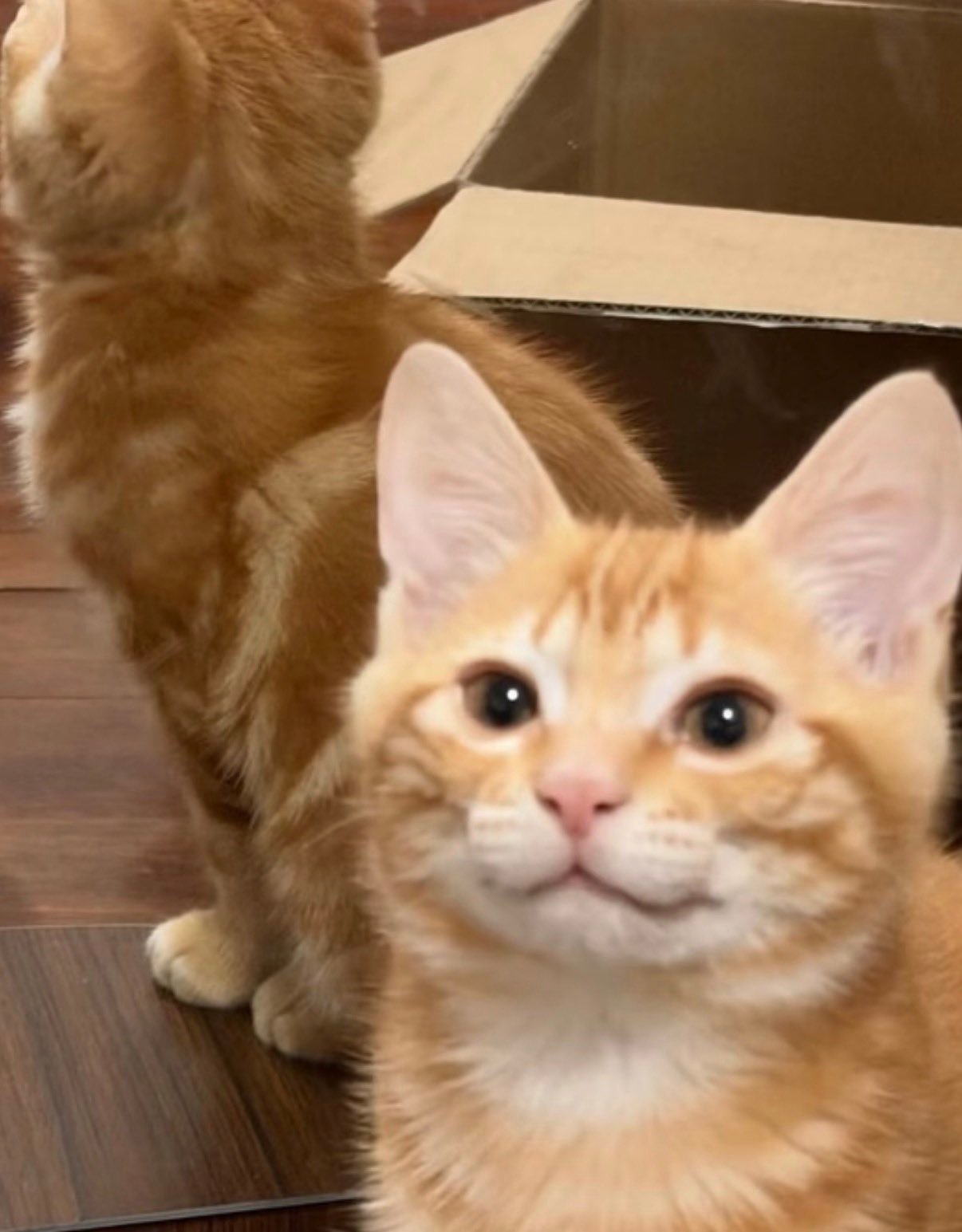 (=❛ω❛=) 
