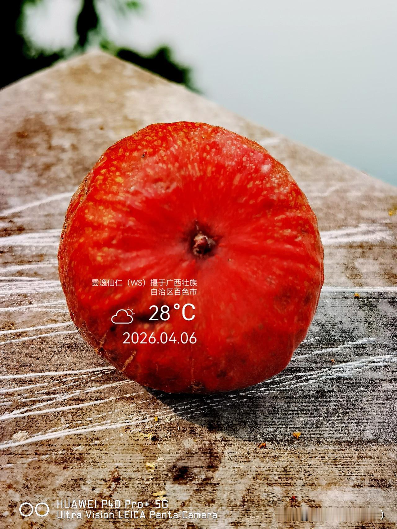 旅居生活记录（9439）广西壮族自治区百色市（124）花儿随拍11：大果榕、聚果