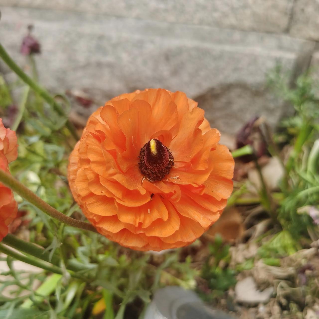 这个花我不认识，也猜不到