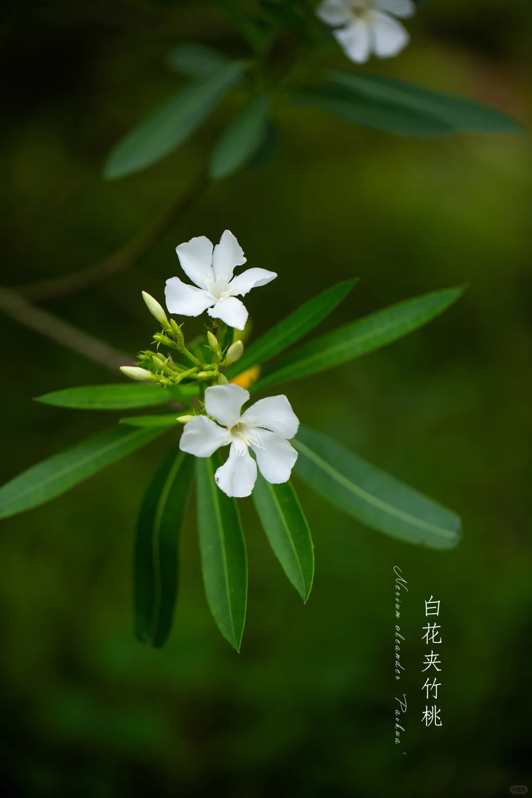 又见“白花夹竹桃”