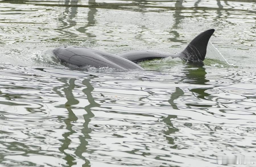 长江江豚恢复至1426头 1月30日，农业农村部相关负责人称，长江十年禁渔新成效