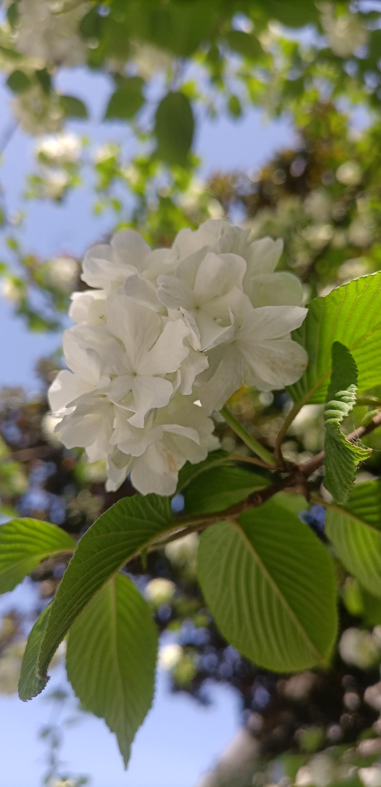 【春之韵·八仙花、友谊、微笑】春日生活打卡季

春天是一个百花齐放的季节，
春天