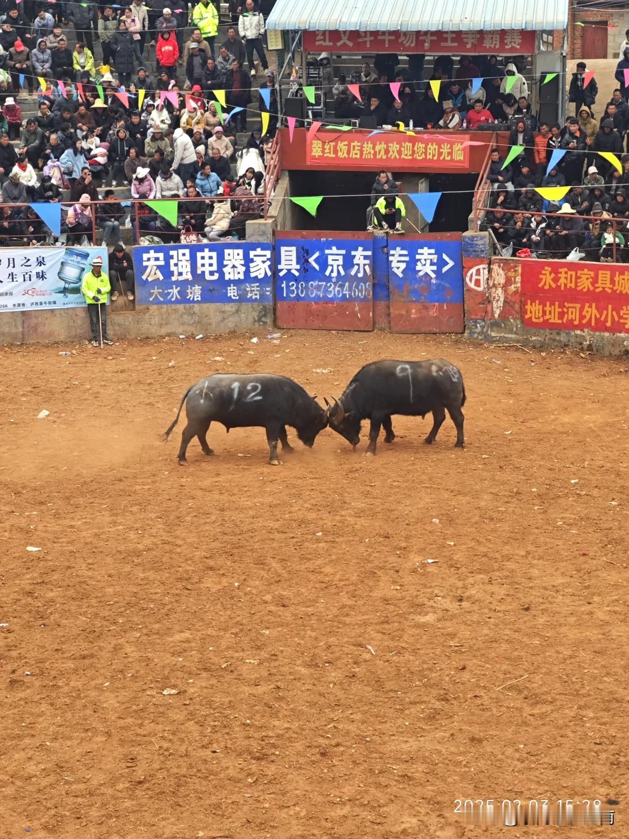 今天和老婆、老丈人一起去附近的地方看斗牛比赛，家里其他人嫌天气冷，都不去。
今天