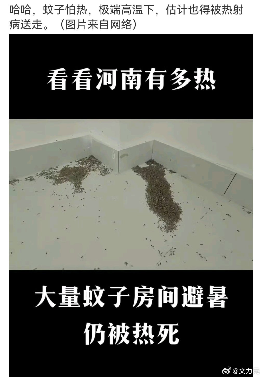 河南蚊子被热死，不光蚊子被热死了，连大玉米都被烤焦了[允悲] ​​​