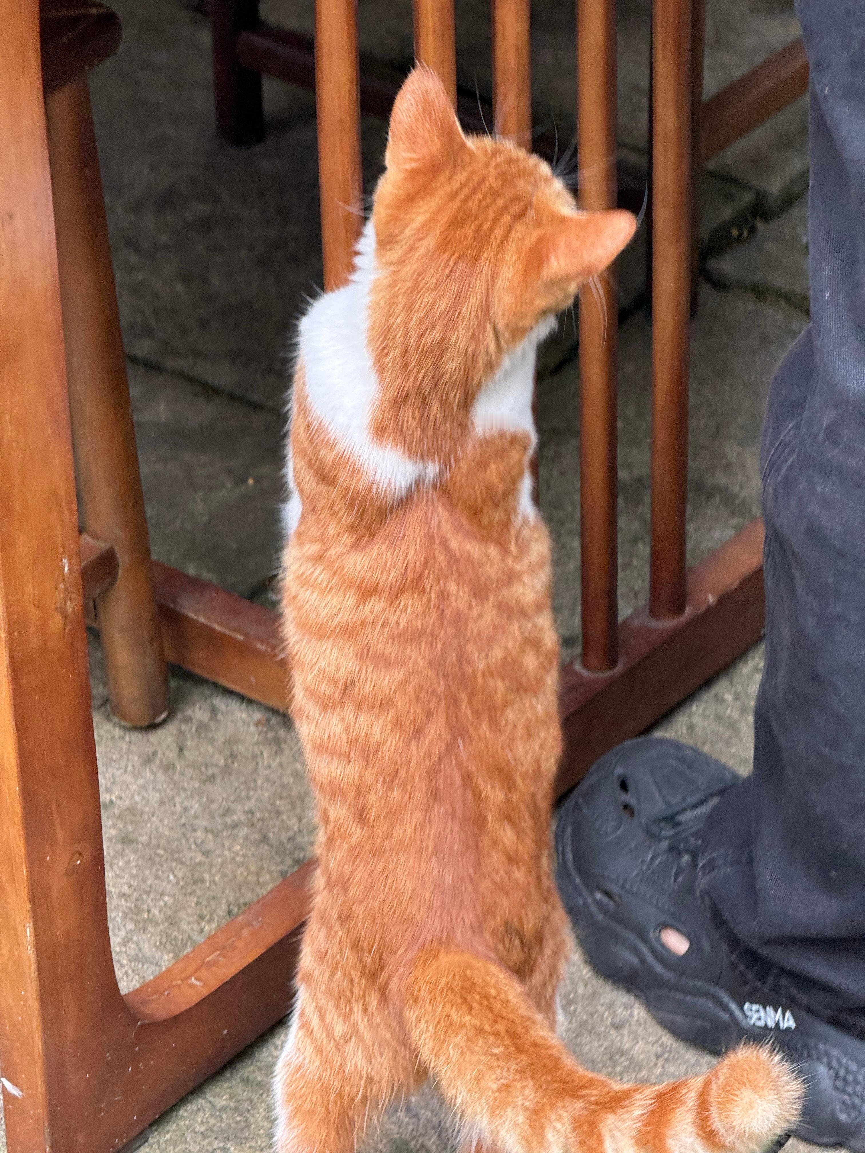 投喂了一只爱撒娇的小猫～