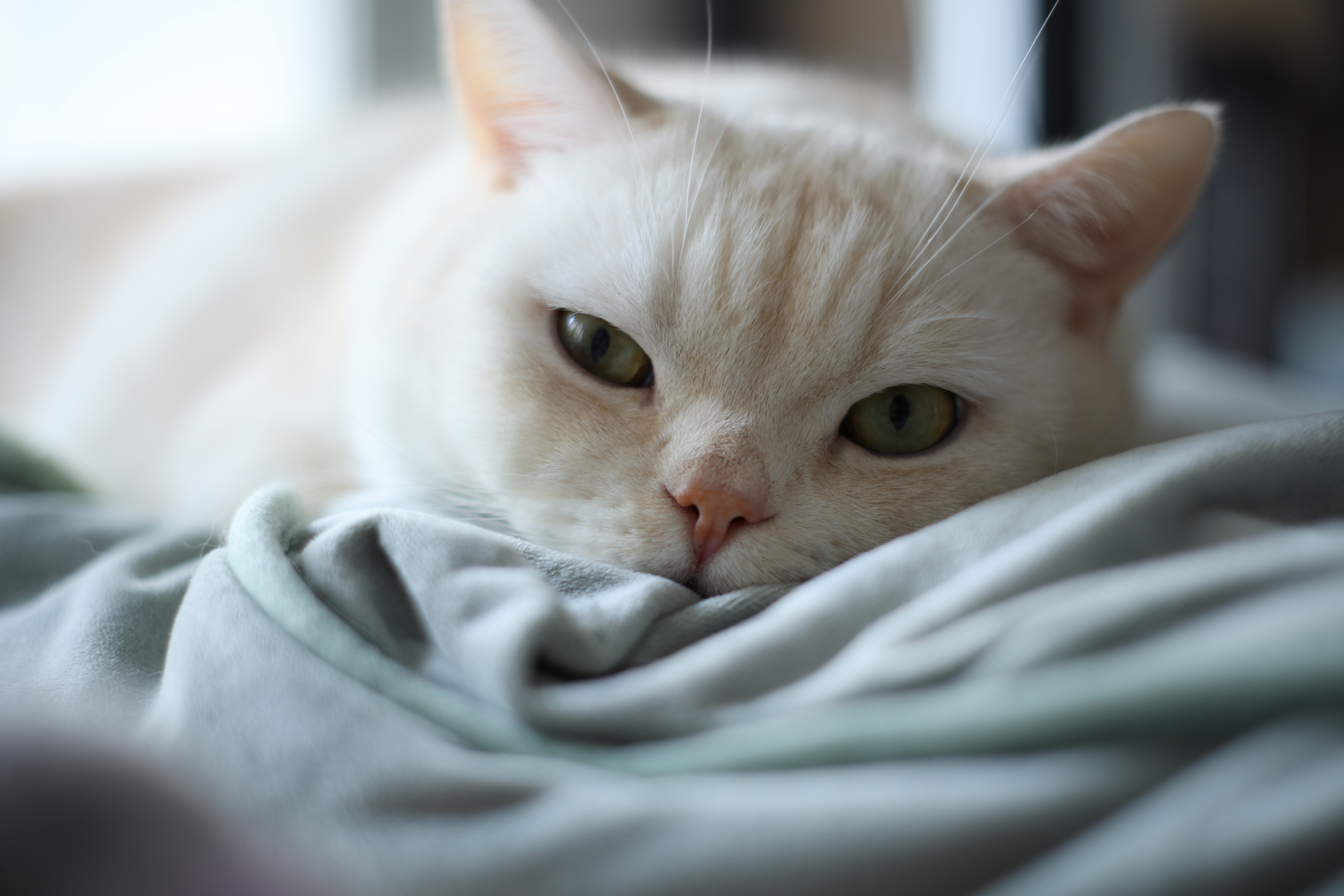 猫生幸福啊 白少爷真帅