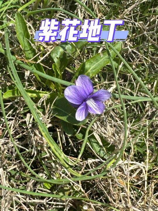 紫花地丁，属于春天的野菜
