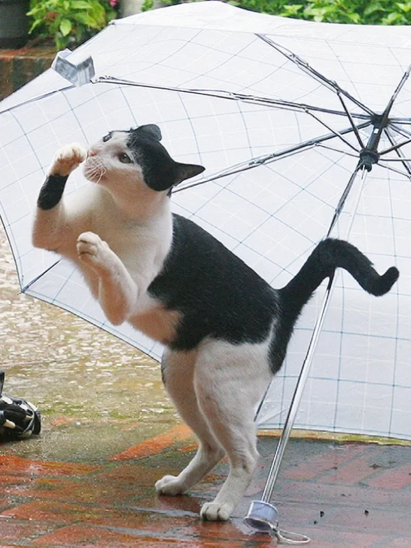 当我给奶牛猫撑伞后