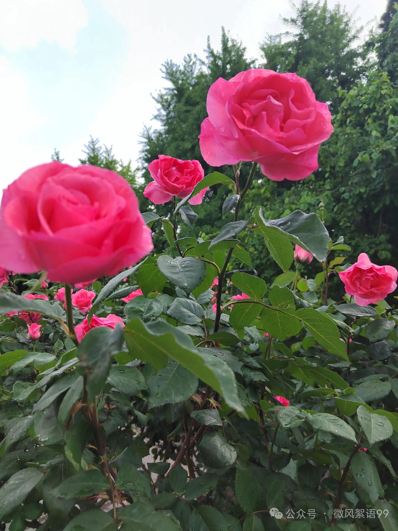 粉嫩玫瑰绽放，雨后清新，宛如梦境。🌹💦