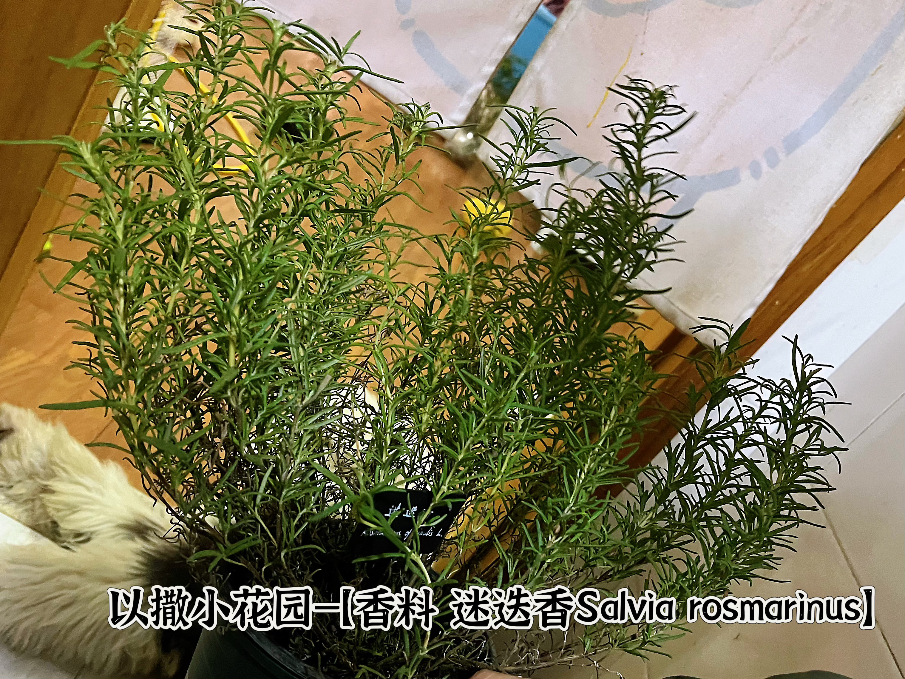 【香料植物—迷迭香Salvia rosmarinus】，毕竟是我们自己种大的，给