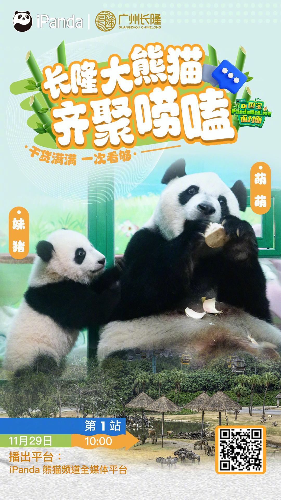 【[熊猫]播出预告： 大熊猫妹猪携邻居们齐聚唠嗑 】熊猫宝宝“妹猪”携长隆熊猫村