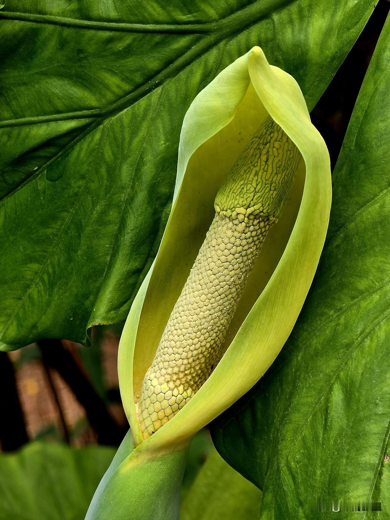 滴水观音的叶、花、果
翠叶擎珠沐雨凉，玉华轻绽暗浮香。
凝痕点点垂清露，叠影层层