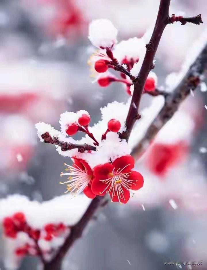 上联：梅魂寂寞雪添愁，
下联：凌寒怒放解烦忧。