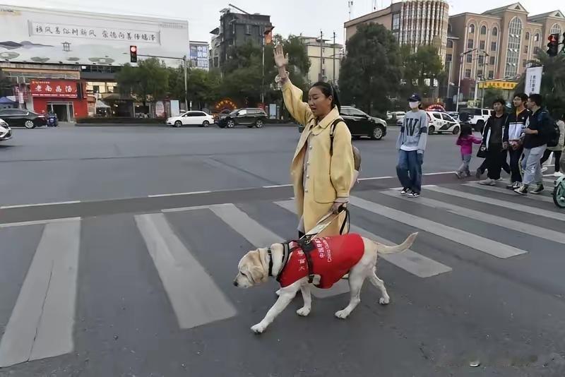 挣的不如狗多！培养一只导盲犬一生成本大约70万,服役6-10年,一般取7年,平均