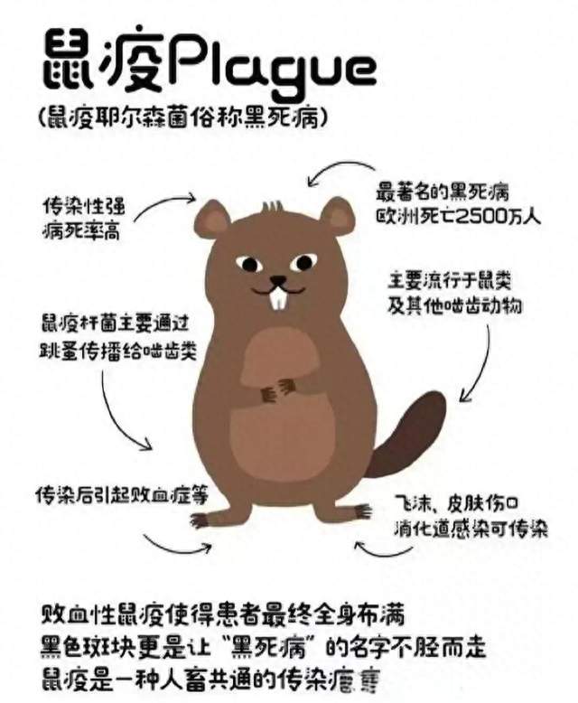 阎王点卯第一号：鼠疫，到底是怎么把人类按在地上摩擦的？