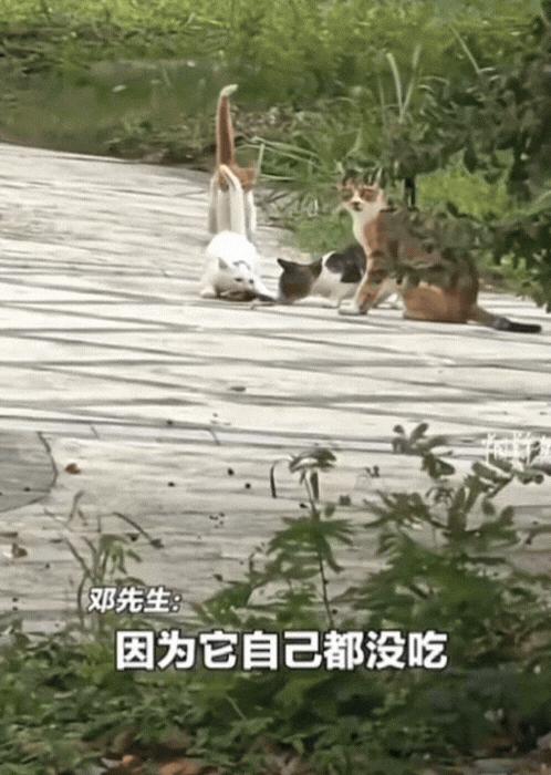 看哭了！9月23日，浙江杭州一男子给受伤的流浪猫喂食，小猫拿到食物后并没有吃，而