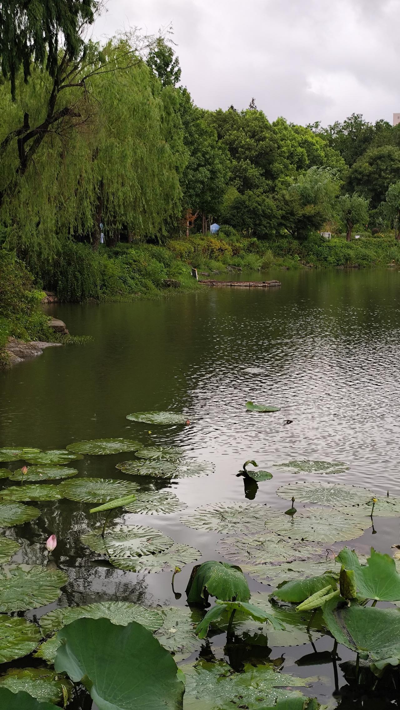有没有好看的风景图片分享夏日公园绿意浓