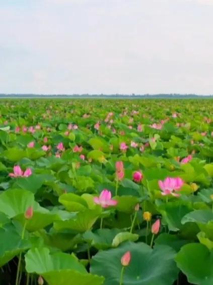 ---

 牛屎湖：西洞庭的生态明珠

牛屎湖，西洞庭管理区一张闪亮的生态名片，