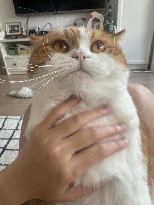 谁家小猫喜欢摸大胸脯啊