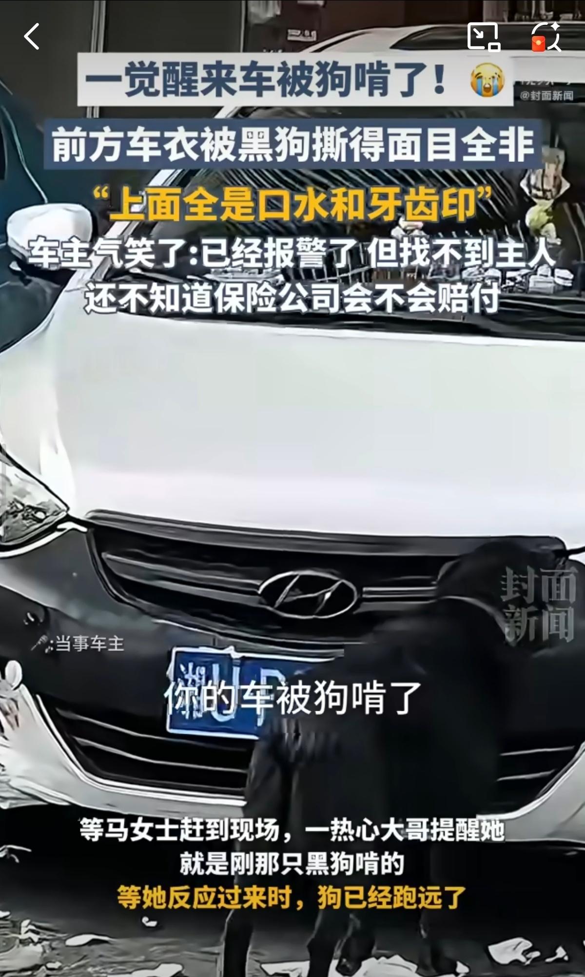 车被黑狗啃到面目全非 第一次听说车被狗啃了的，这黑狗咬合力也太牛了[允悲] ​​