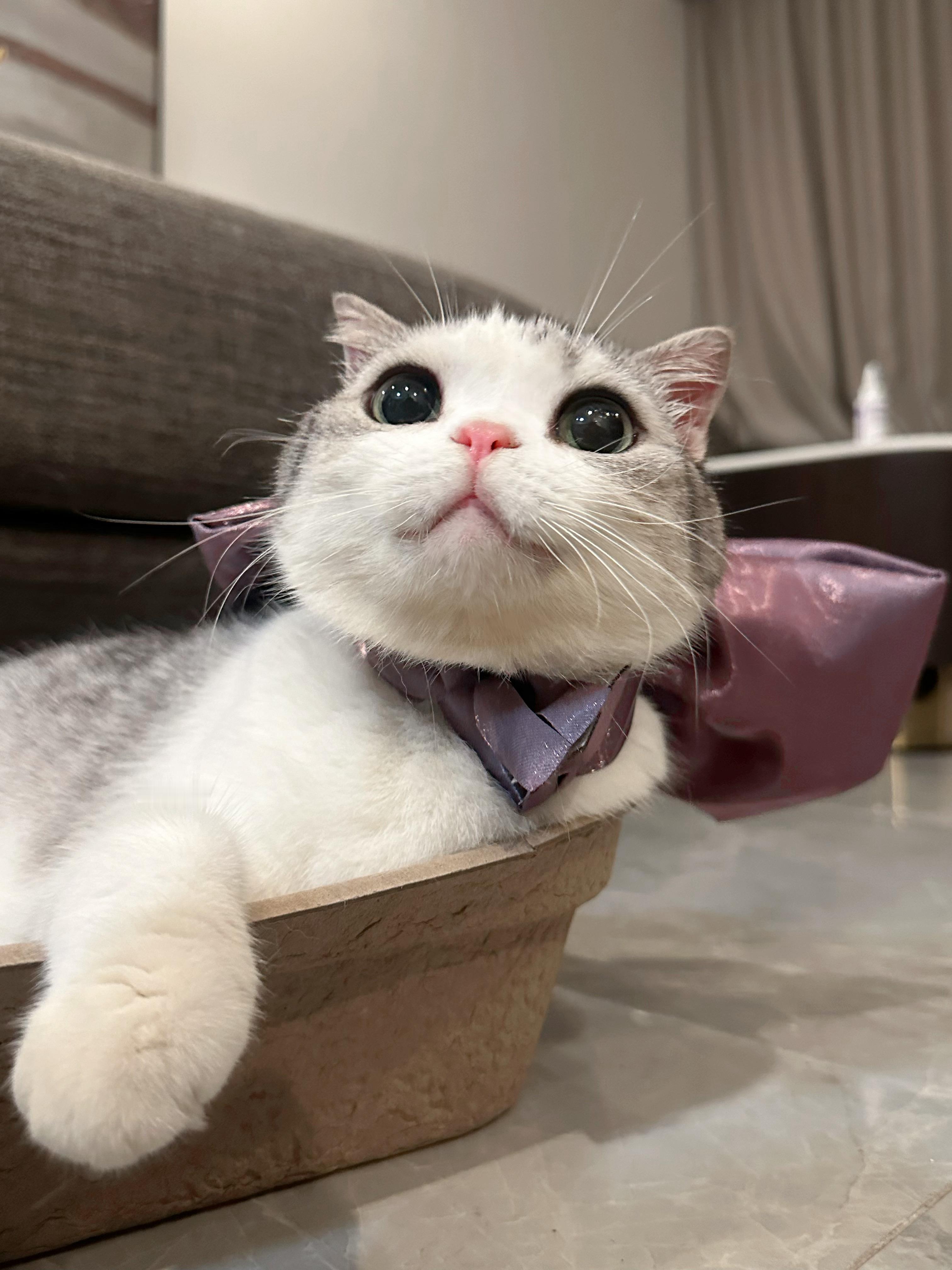 小小汤姆猫，拿下#喵趣横生# ​​​