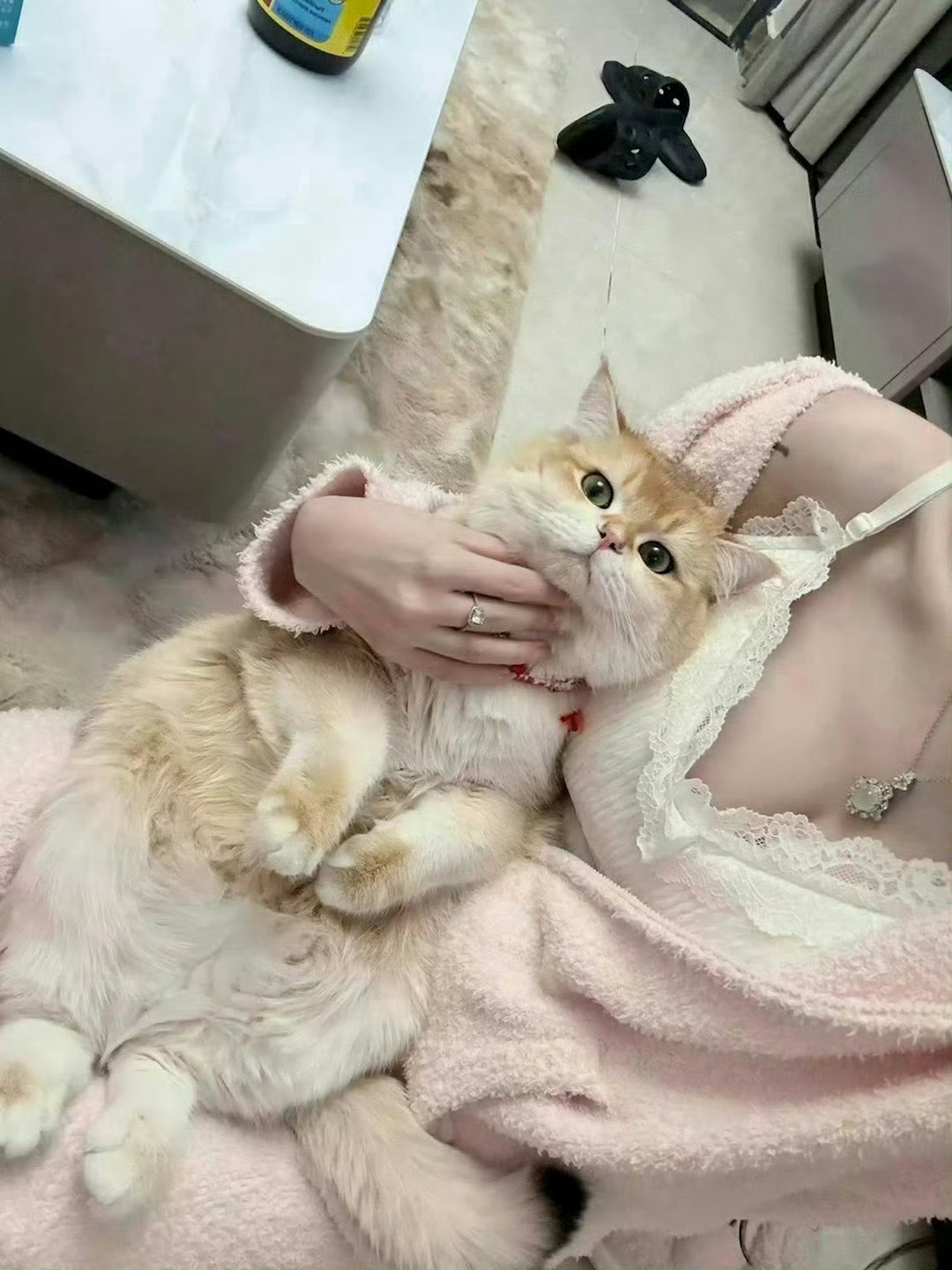 我的猫猫白不白[害羞] [绿丝带] ​ ​​​