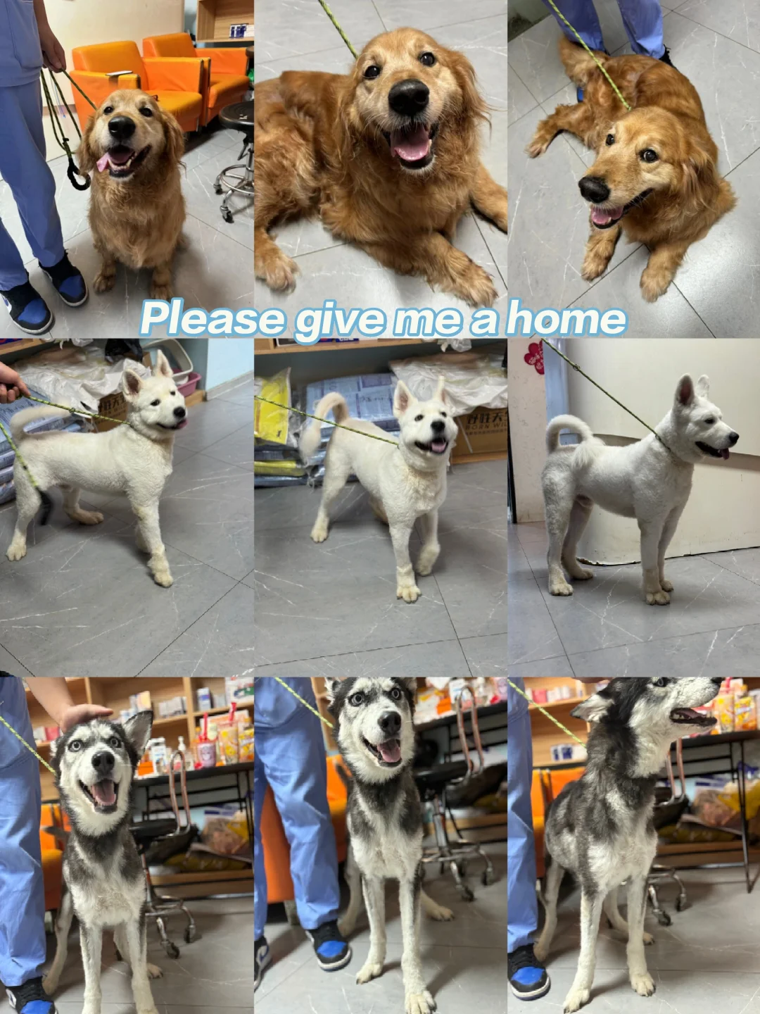 Can you give me a home？🇺🇸🇨🇦