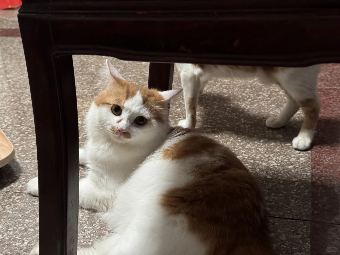 肥美的小猫看起来就是软软的
