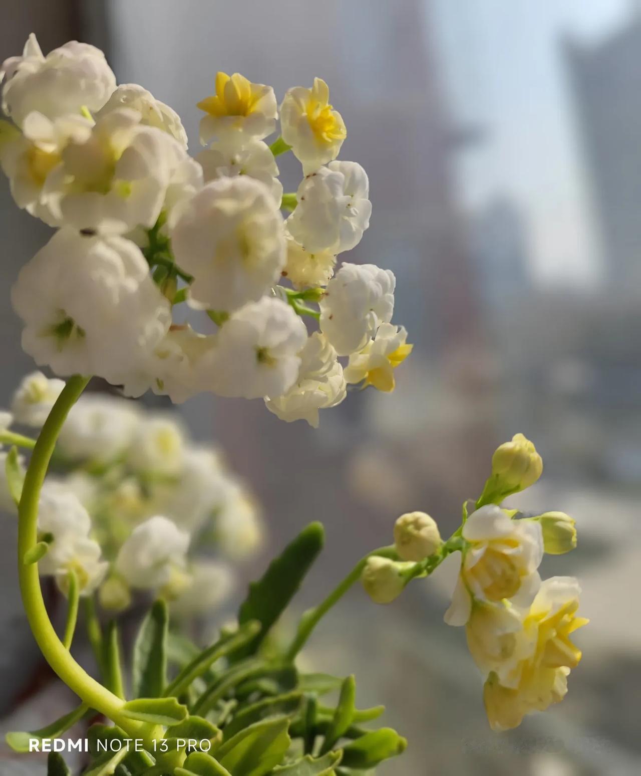 能晒下你家长寿花照片吗