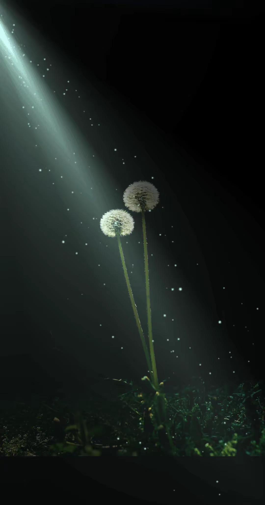 孤独的美。蒲公英的孤独浪漫 黑暗背景的花