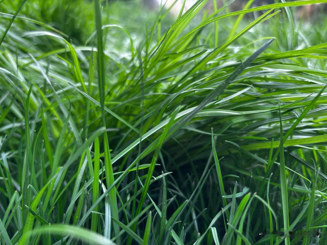 这草长得跟我当年的爱一样，有点疯，有点痴，有点长，还有十二分的真。