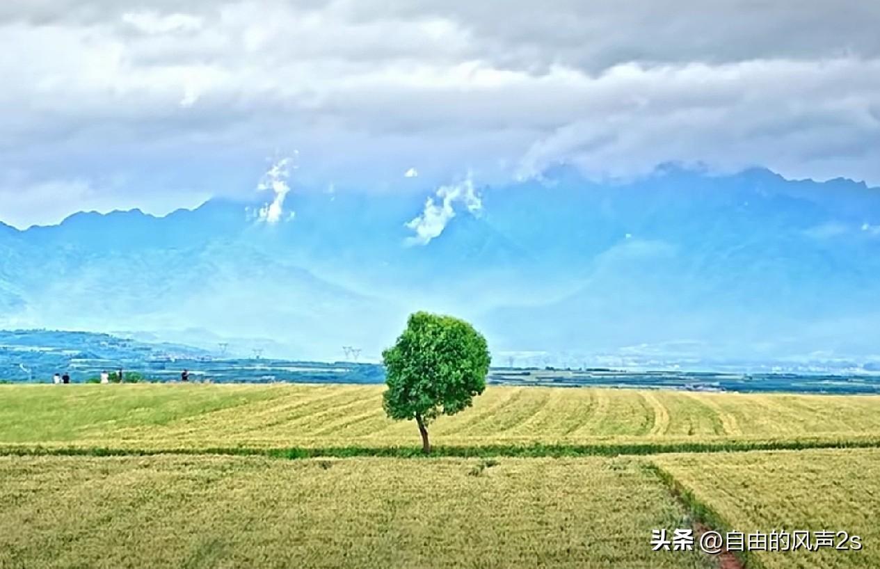 “孤独树”它真的孤独吗？
它的四季有良田和辛勤劳作的务农人相伴……
果然人站在不
