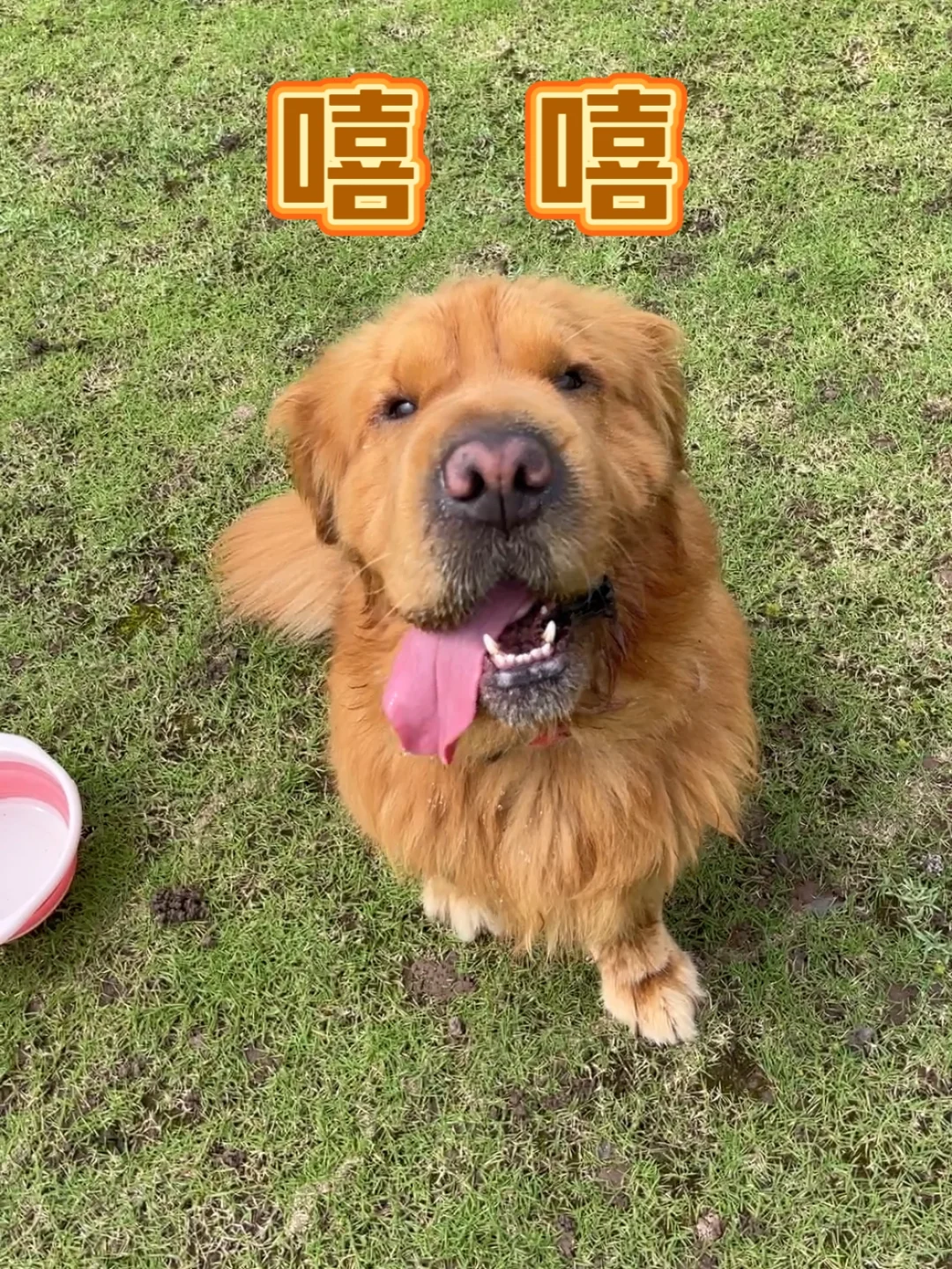 胶圈得了皮肤病哭唧唧，用了爱波克又笑嘻嘻