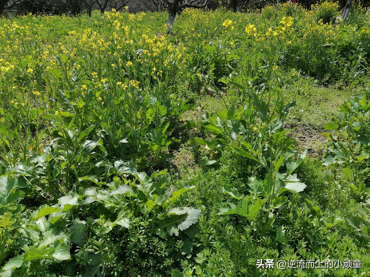 最近腿撞青了，
没告诉原生家庭的人，
因为他们知道了也就是小心。
从小就是这样，
