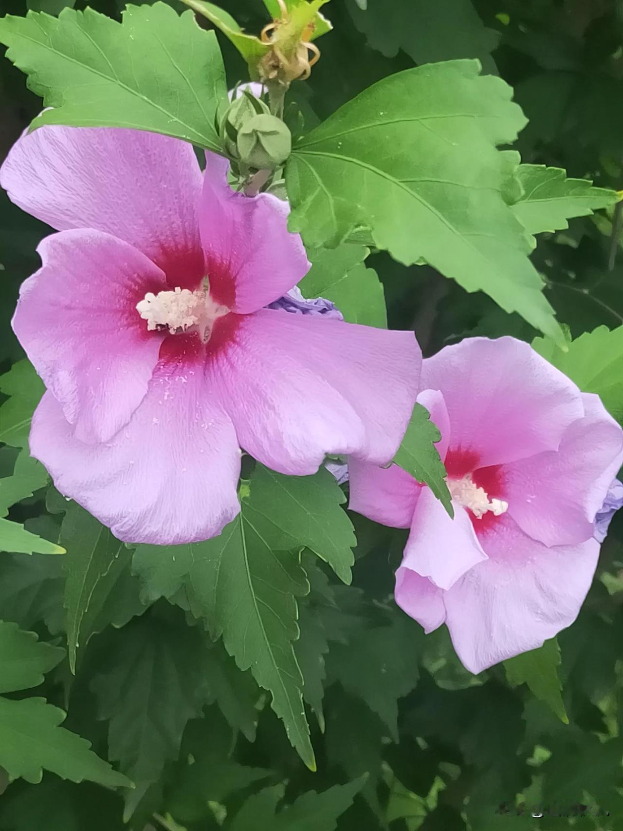 以花为友，交换一张相册里的花花草草。