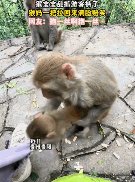 笑不活了！贵州黔灵山，一只小猴崽实在太皮，竟当众扒拉游客的裤腿耍赖！说时迟那时快