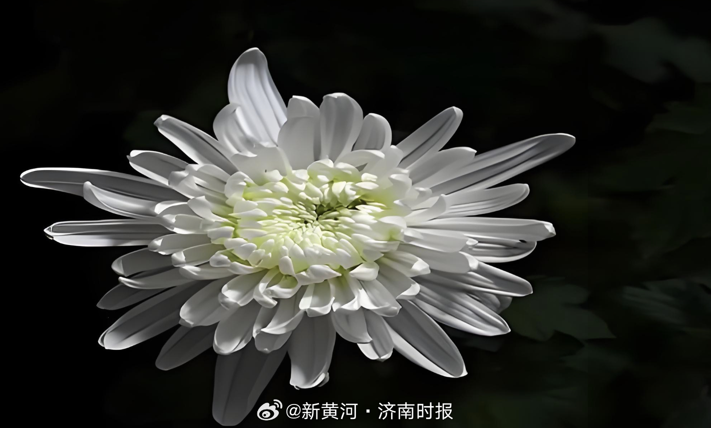 【#河南被教官体罚致昏迷少女离世# 】8月31日，网友王先生发文称其女儿小玲（化