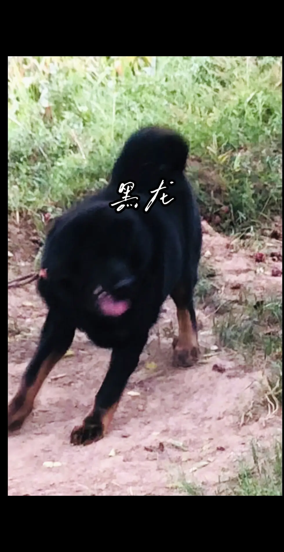 黑龙可是一身腱子肉啊。