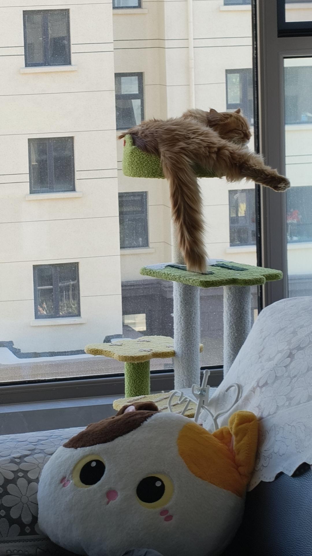 我家那只橘猫最近彻底把猫爬架当成专属卧榻了，天天窝在最上层的平台趴着睡，软乎乎的