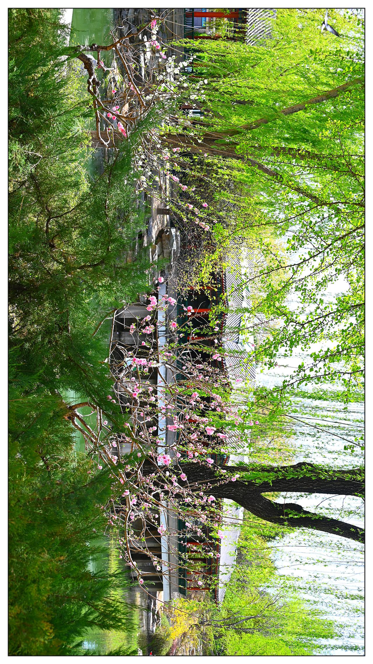 中山公园之春