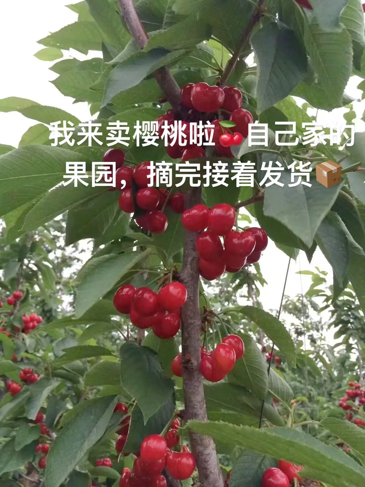 我来卖樱桃啦🍒自己家的樱桃树，没有用过农药，大家可以周末来果园采摘...