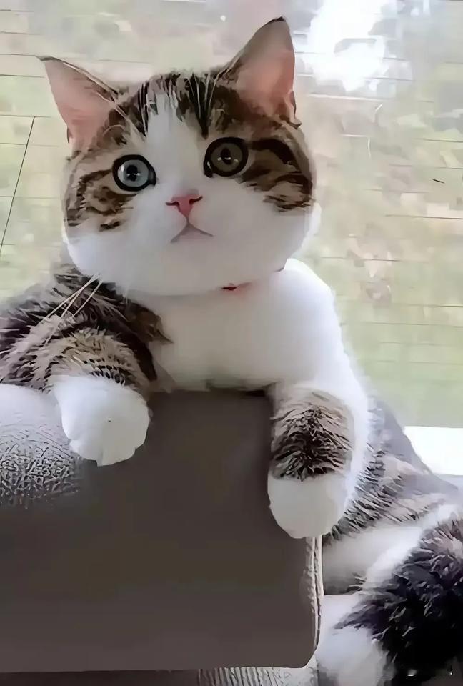 发呆沉思的时候，我常常会哑然失笑，怎么记忆中老是有浙江人的影子？事实上，真正与我