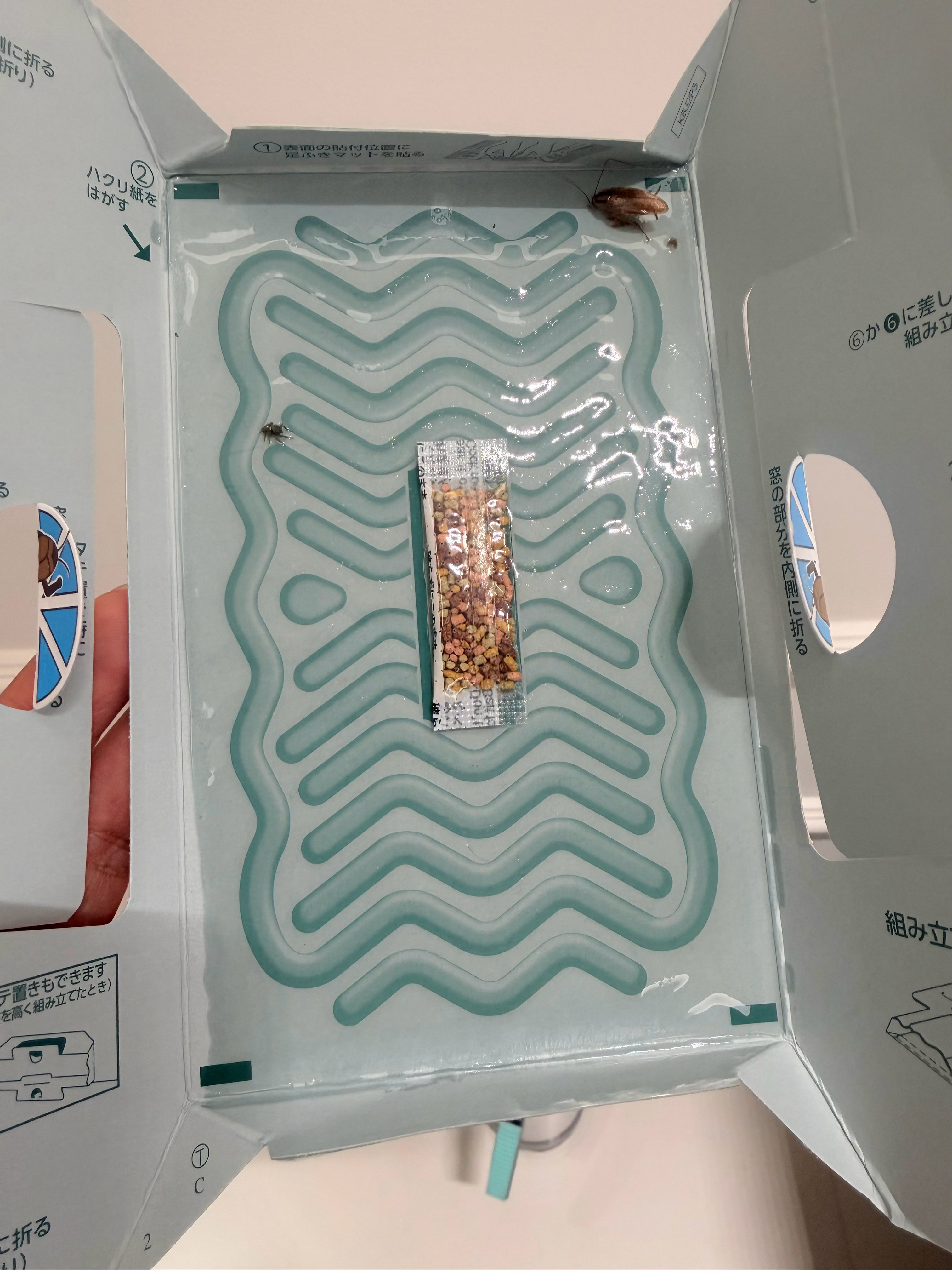逮了好多天总算逮到一只，我还以为我家没蟑螂了就是可惜了左边那只小蜘蛛。 