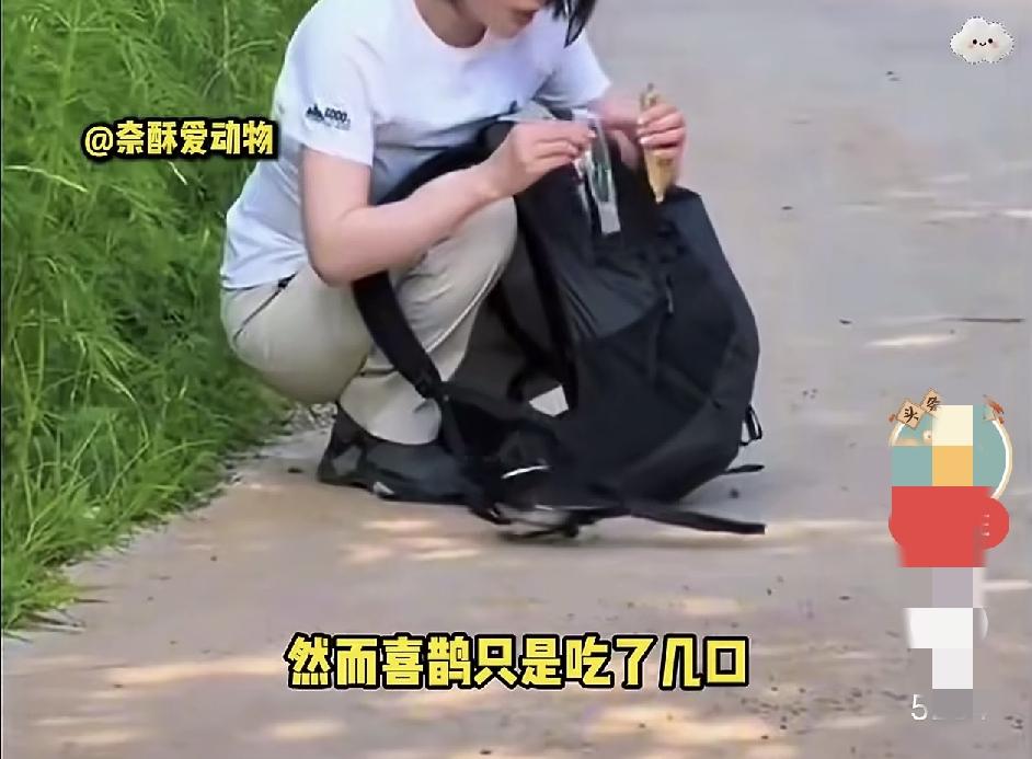 婚礼上飞进一只喜鹊，新娘泪崩：一年前你拦路求我救你同伴，今天是来报恩的吗？

这