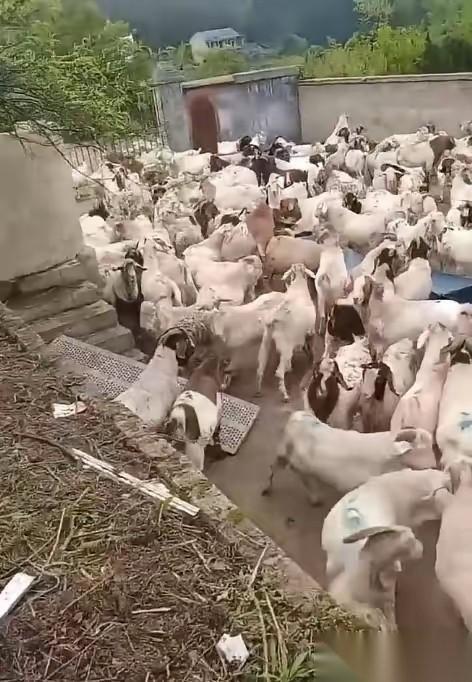 贵州一男子在熟人建议下，贷款买了543只羊，从河南运到贵州玉屏开始放养。谁知，不