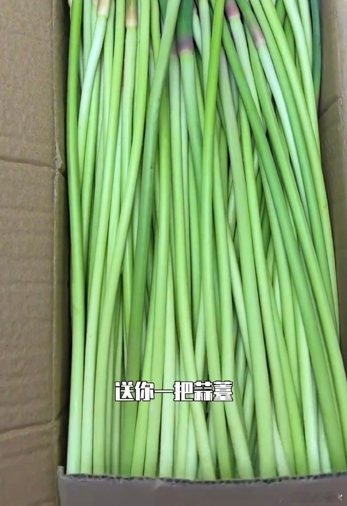 河南蒜薹多到看晚会都送来河南看晚会不白来都不白来不得不说河南人也太实在了，蒜薹丰